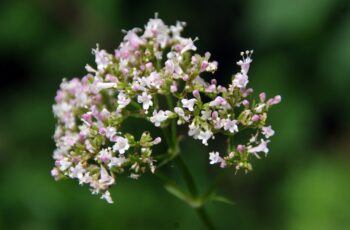 Proprietà, Usi e Benefici della Valeriana